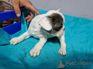 Photos supplémentaires: Chiots bouledogue français à vendre