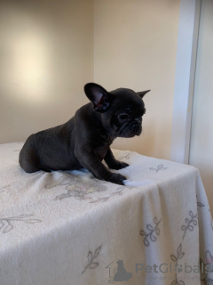 Photo №3. Joli bouledogue français vacciné disponible maintenant. Allemagne