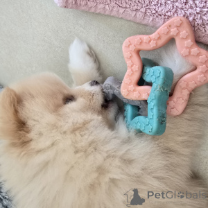 Photo №4. Je vais vendre spitz nain en ville de Hannover. éleveur - prix - 2000€