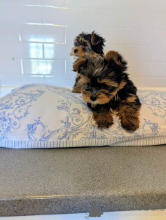 Photo №2 de l'annonce № 166927 de la vente yorkshire terrier - acheter à Pays Bas annonce privée