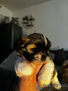 Photo №3. Haute valeur, dans la famille aufgezogen Shih Tzu-Welpen erhältlich. Allemagne