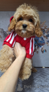 Photo №3. Chiots Cavapoo. Biélorussie