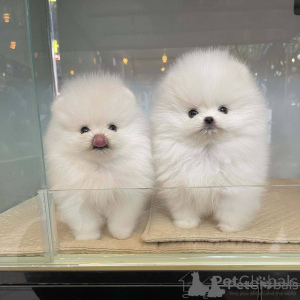 Photo №1. spitz nain - à vendre en ville de Nouveau Plymouth | négocié | Annonce №176821