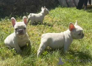 Photo №1. bouledogue - à vendre en ville de Egerszalók | négocié | Annonce №175011