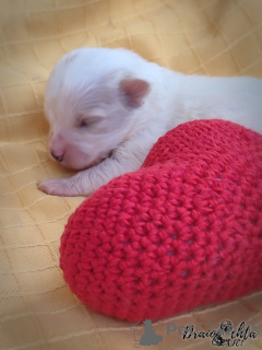 Photo №4. Je vais vendre odis en ville de Częstochowa. éleveur - prix - 1200€