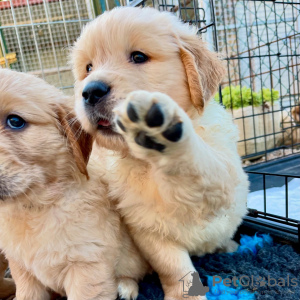 Photo №1. golden retriever - à vendre en ville de Berne | négocié | Annonce №123449