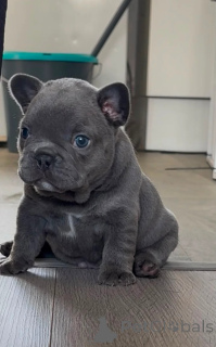 Photo №1. bouledogue - à vendre en ville de Ledlange | 400€ | Annonce №174359