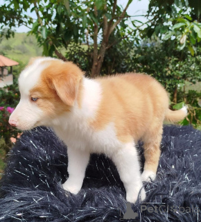 Photo №1. border collie - à vendre en ville de Aberts | négocié | Annonce №168861