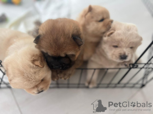 Photo №3. Chiots Chow Chow mignons, moelleux et ludiques !. Emirats Arabes Unis