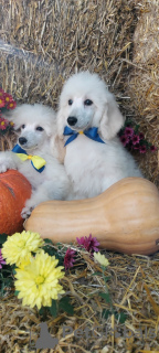 Photos supplémentaires: Chiots Caniche Royal à vendre