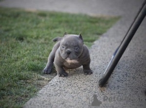 Photo №2 de l'annonce № 79571 de la vente american bully, patterdale terrier - acheter à Allemagne annonce privée