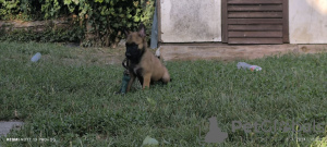 Photos supplémentaires: Chiots Berger Belge Malinois