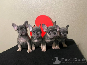 Photo №3. Beaux chiots bouledogue français Business WhatsApp 37256062792. La finlande