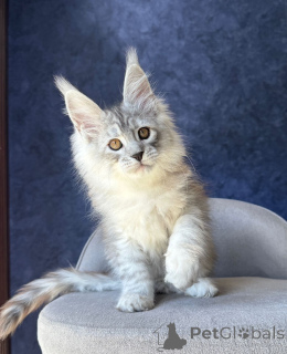 Photo №3. Chatons Maine Coon en bonne santé et bien socialisés à vendre. Allemagne
