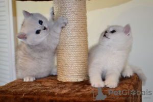 Photo №3. Jolis chatons British shorthair avec entraînement à domicile à vendre. Allemagne