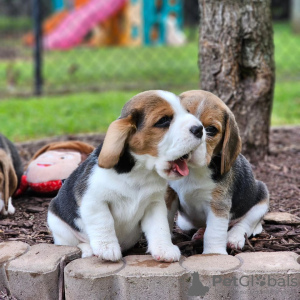 Photo №4. Je vais vendre beagle en ville de Bamberg. annonce privée - prix - 360€