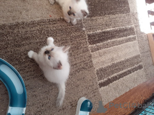 Photo №3. Chatons Ragdoll.. Danemark