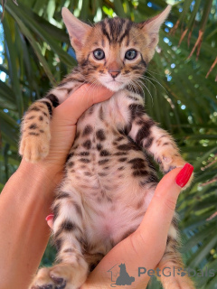 Photo №2 de l'annonce № 176451 de la vente bengal - acheter à Allemagne éleveur
