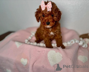 Photo №1. chien bâtard - à vendre en ville de Bergisch Gladbach | Gratuit | Annonce №138816