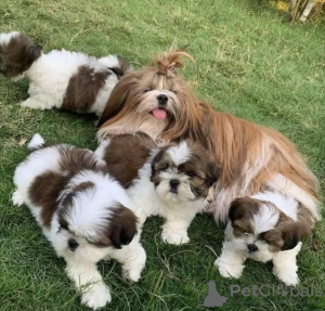 Photo №1. shih tzu - à vendre en ville de Бернау | 200€ | Annonce №129854