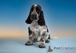 Photo №2 de l'annonce № 43014 de la vente cocker spaniel anglais - acheter à Fédération de Russie éleveur