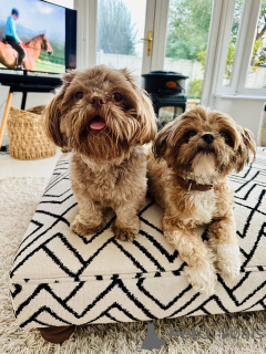 Photo №1. shih tzu - à vendre en ville de Texas | 339€ | Annonce №160287