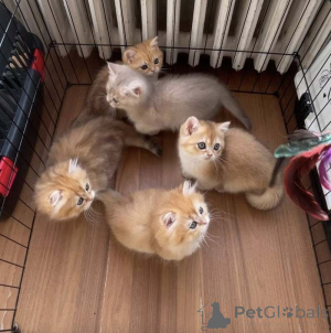 Photo №1. british shorthair - à vendre en ville de Bünsdorf | 350€ | Annonce № 172294