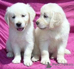 Photo №1. golden retriever - à vendre en ville de Genève | négocié | Annonce №124412