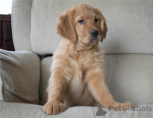Photo №2 de l'annonce № 141169 de la vente golden retriever - acheter à Allemagne annonce privée