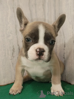 Photo №4. Je vais vendre bouledogue en ville de Brest. annonce privée - prix - négocié
