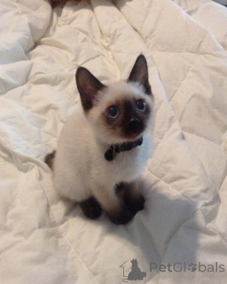 Photo №3. Milo le curieux bavard aux yeux bleu océan.. Suède