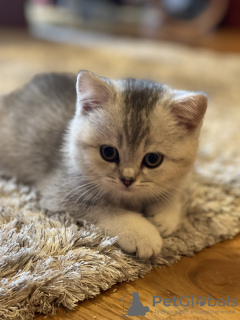 Photo №3. Petits chats. Allemagne