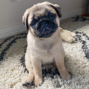 Photo №1. carlin - à vendre en ville de New york | 797€ | Annonce №146296