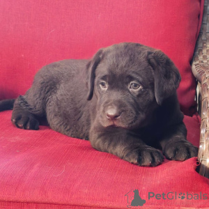 Photo №2 de l'annonce № 176361 de la vente labrador retriever - acheter à Allemagne annonce privée