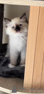 Photo №1. ragdoll - à vendre en ville de Bergisch Gladbach | 350€ | Annonce № 151548