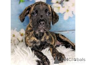 Photo №1. cane corso - à vendre en ville de Berlin | négocié | Annonce №136804