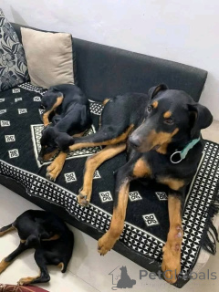 Photo №2 de l'annonce № 173388 de la vente dobermann - acheter à Danemark annonce privée, éleveur