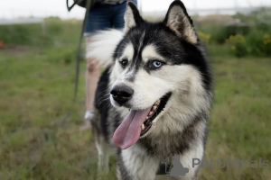 Photo №2 de l'annonce № 146221 de la vente husky de sibérie - acheter à Fédération de Russie annonce privée