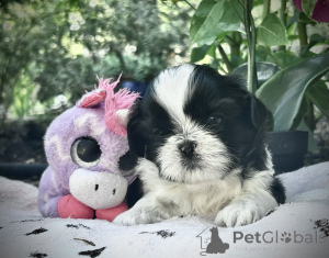 Photo №1. shih tzu - à vendre en ville de Anvers | Gratuit | Annonce №176290