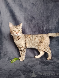 Photo №3. Le chaton Mashenka cherche un foyer !. Fédération de Russie