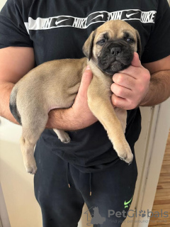 Photos supplémentaires: Chiots Bullmastiff