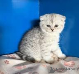 Photo №3. Chatons Scottish Fold disponibles à la vente.. Belgique