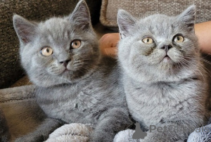 Photo №1. british shorthair - à vendre en ville de Borough de Londres de Hammersmith et Fulham | négocié | Annonce № 173854