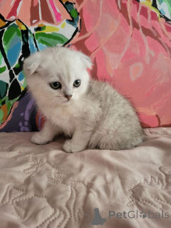 Photo №1. british shorthair - à vendre en ville de Poltava | 111€ | Annonce № 145739