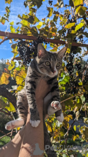 Photos supplémentaires: Le chaton Kiselechek recherche une famille aimante.