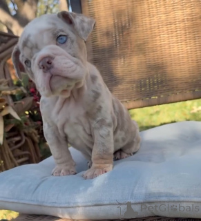 Photo №1. bulldog anglais - à vendre en ville de Greven | 291€ | Annonce №173879