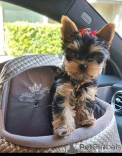 Photos supplémentaires: Les chiots en bonne santé de York sont vendus