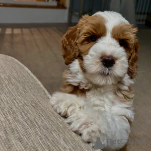 Photo №1. labradoodle - à vendre en ville de Chalut | négocié | Annonce №158141