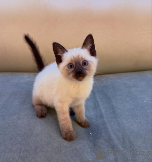 Photo №1.  - à vendre en ville de Munich | négocié | Annonce № 167234