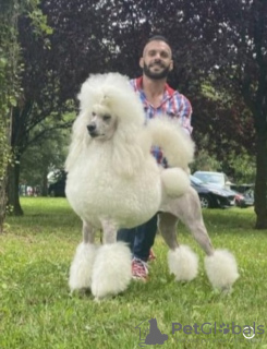 Photo №4. Je vais vendre caniche royale en ville de Belgrade.  - prix - négocié
